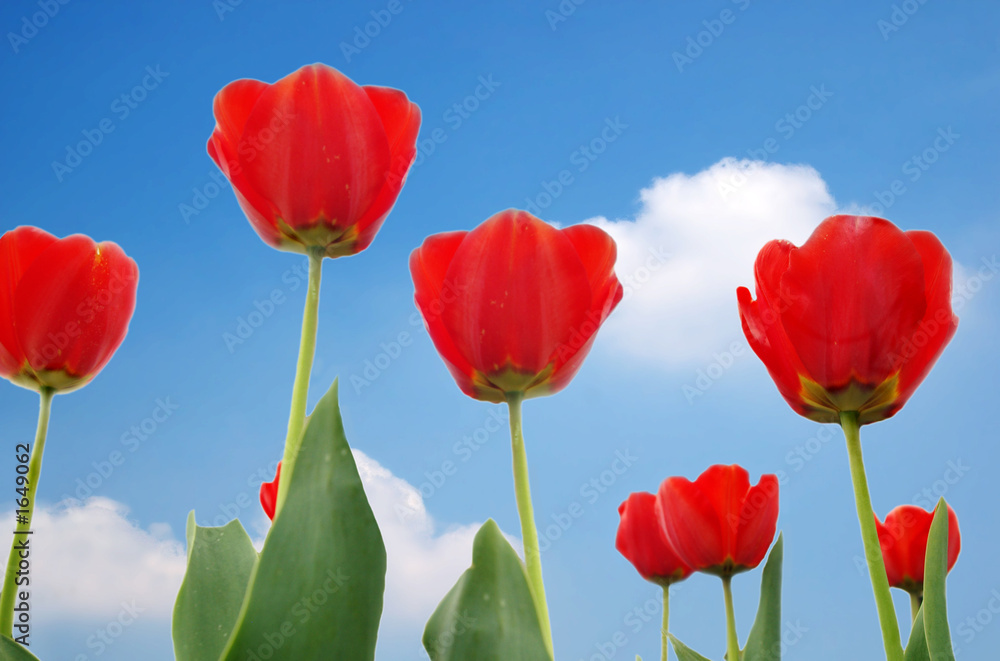 Fototapeta premium spring flowers