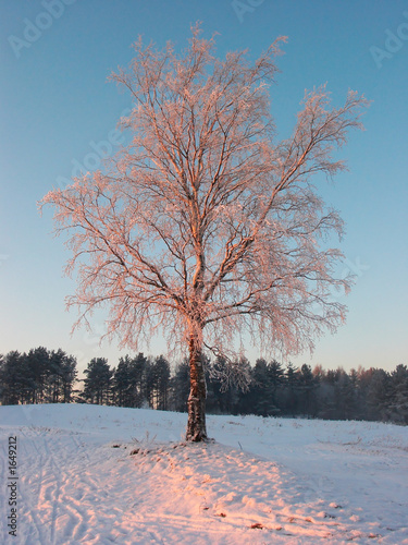 winter  suntree