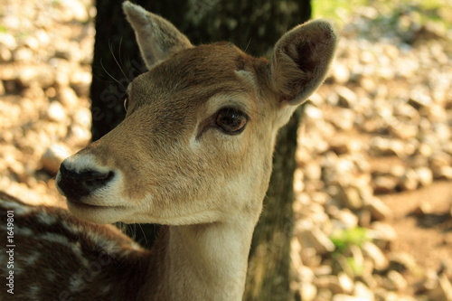 deer glance