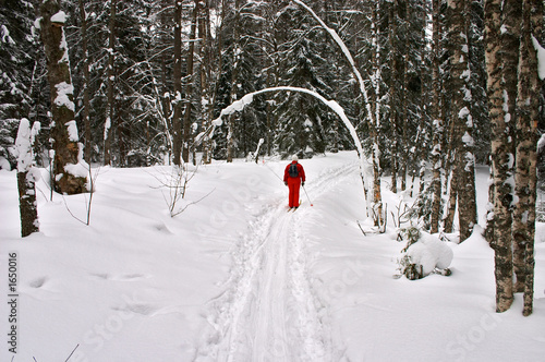 winter forest. red skier