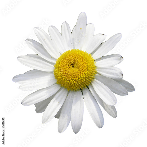 camomile isolated on white