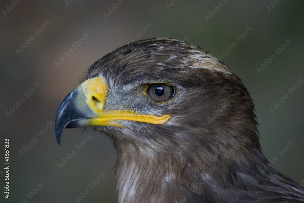 hawk hawk