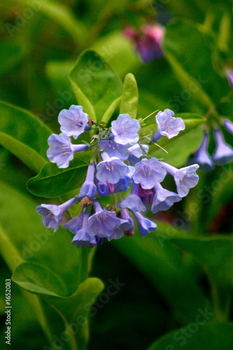 virginia blue bell photo