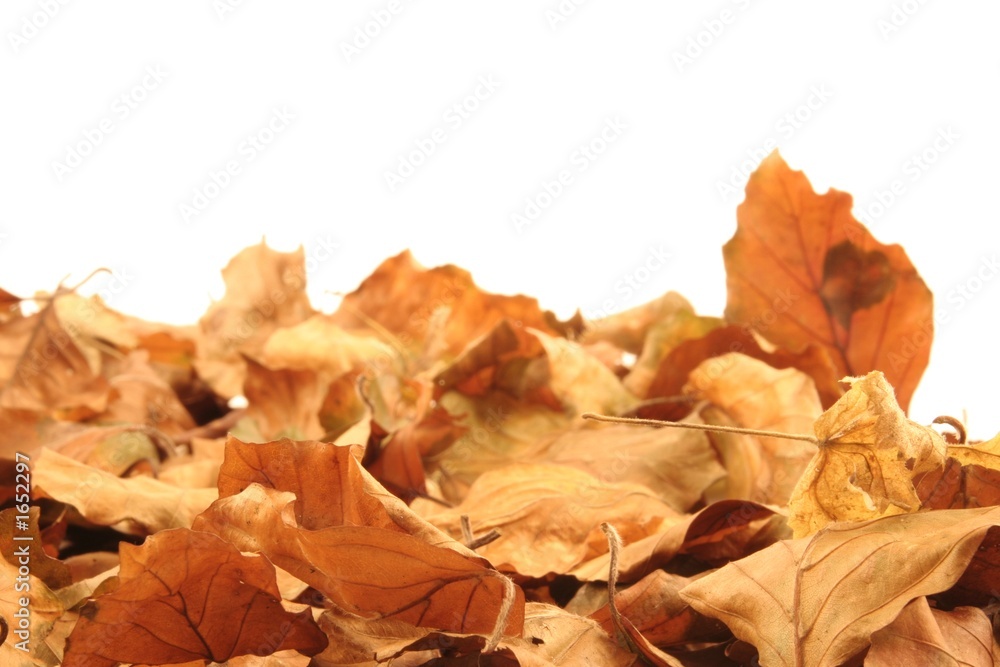 autumn leaves