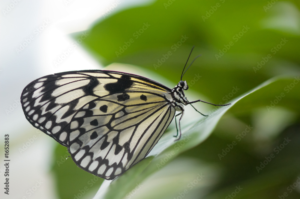 close-up of a beautiful butterfly close-up of a beautiful butterfly