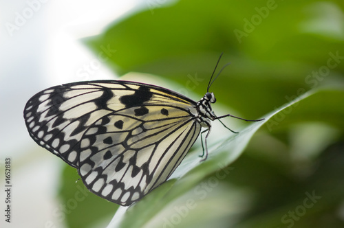 close-up of a beautiful butterfly