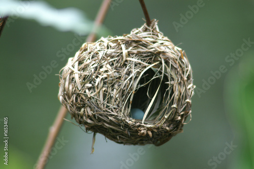 weaver nest