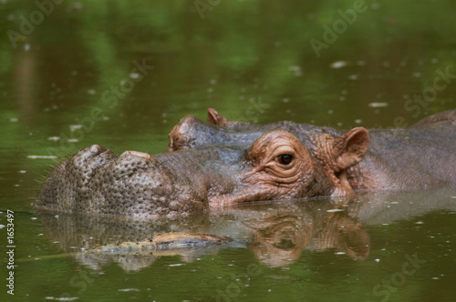 hippo