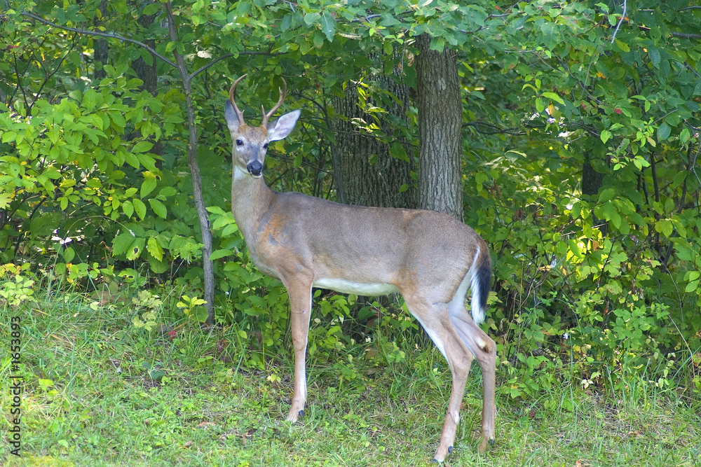 buck buck
