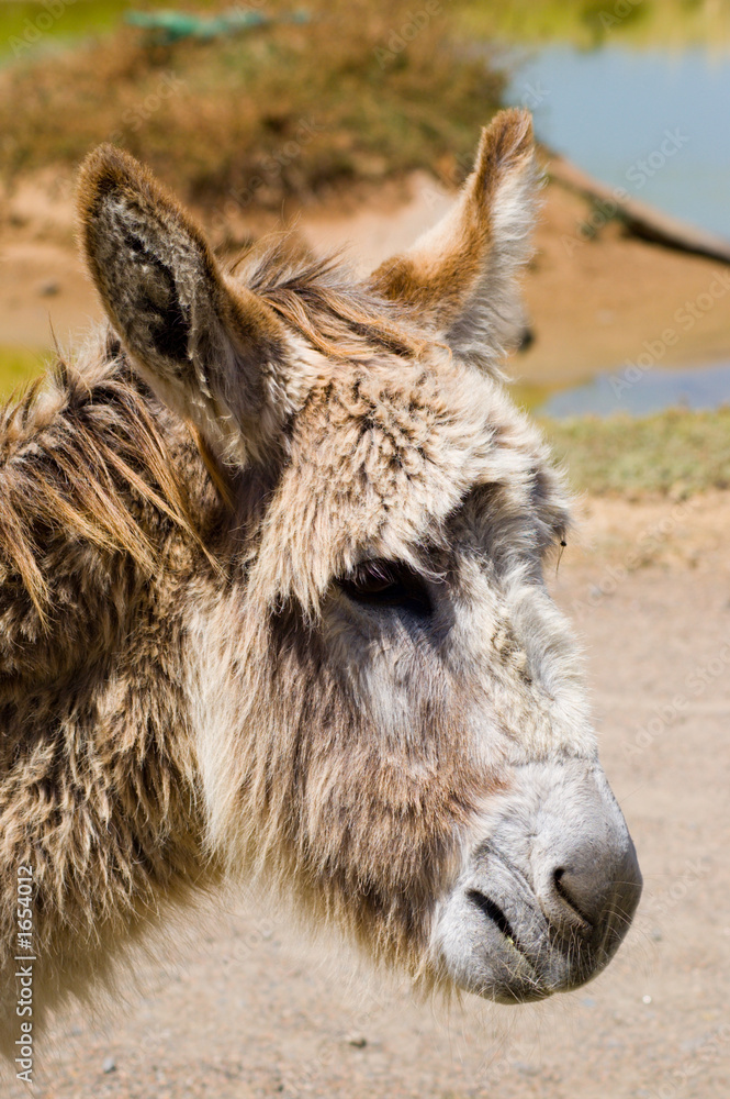donkey headshot
