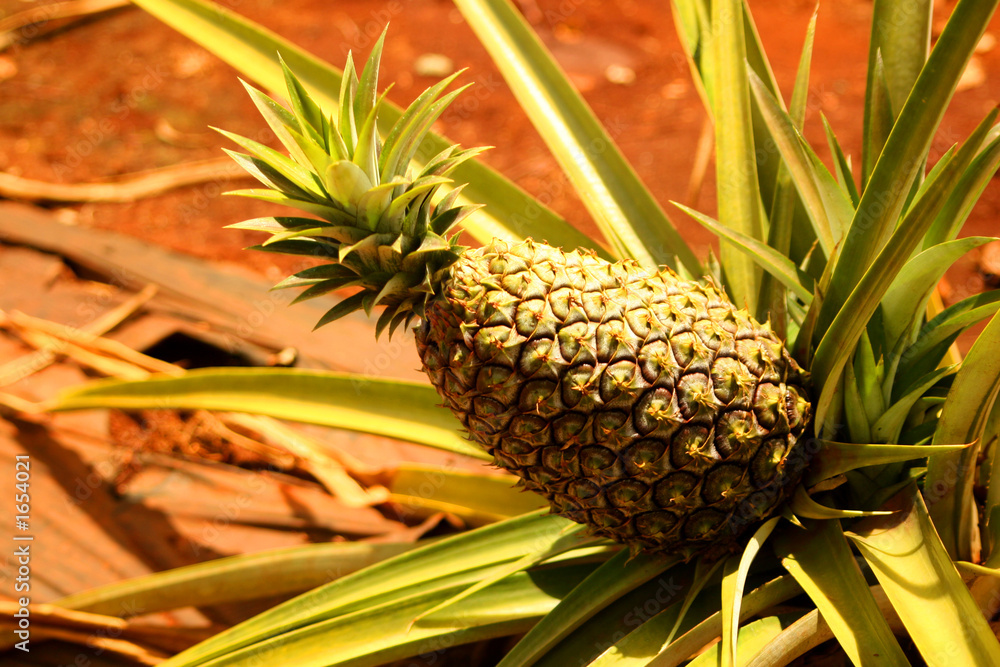 Obraz premium pineapple