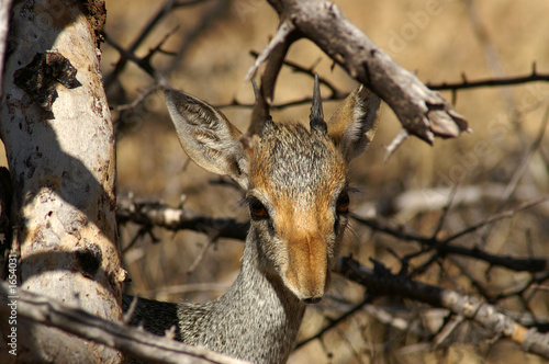 rarely seen guenther's dikdik