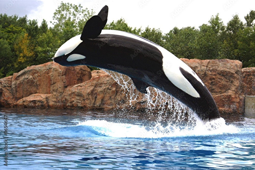 Obraz premium killer whale