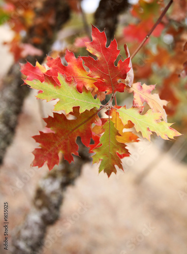 oak leaves in fall