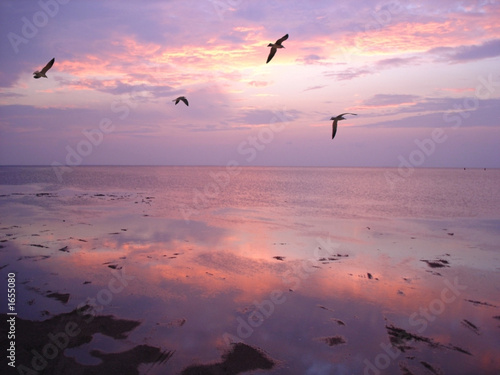 birds over water at sunset