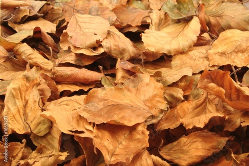 autumn leaves