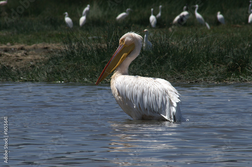 great white pelican