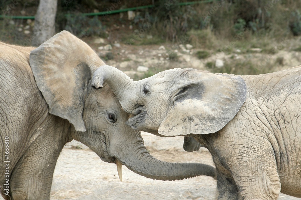 Fototapeta premium animaux 054