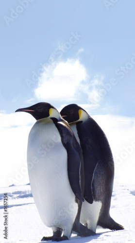 penguins