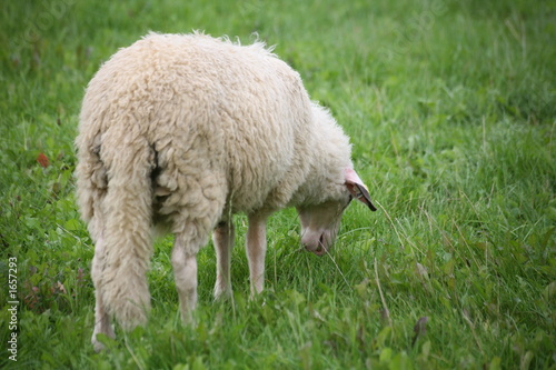 langschwanz-schaf