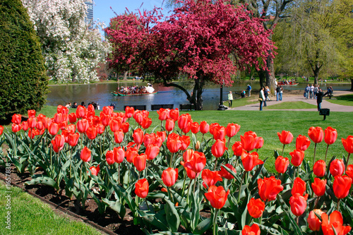 boston public garden in spring photo