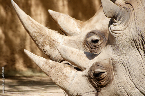two rino's close up