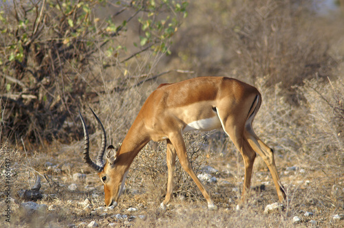 eating impala