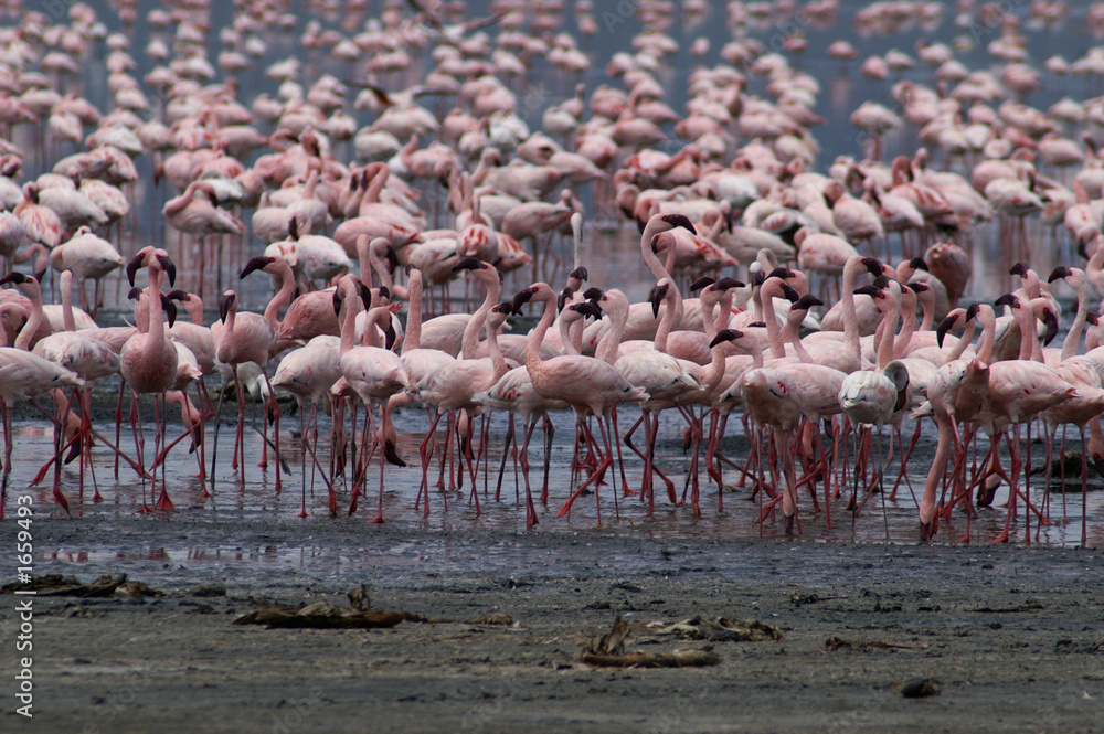 lesser flamingo's