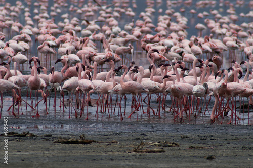 lesser flamingo's
