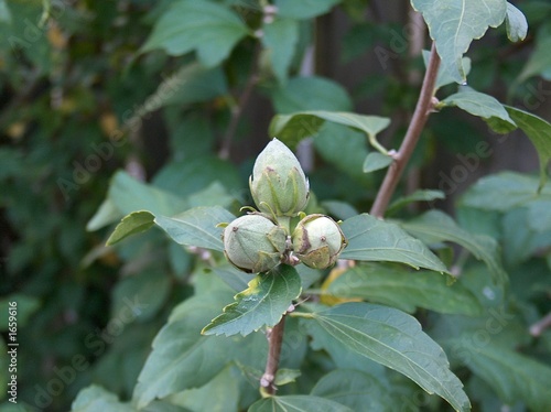 clematis in knop