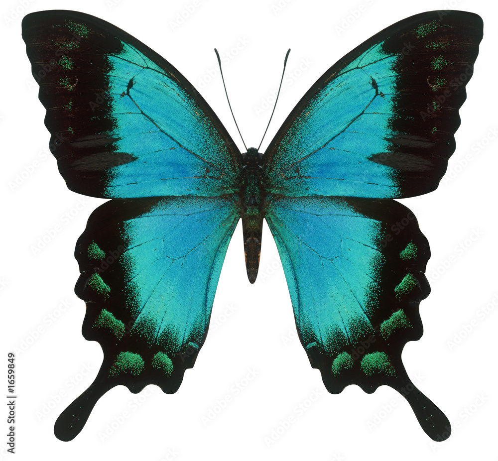Naklejka premium swallowtail butterfly