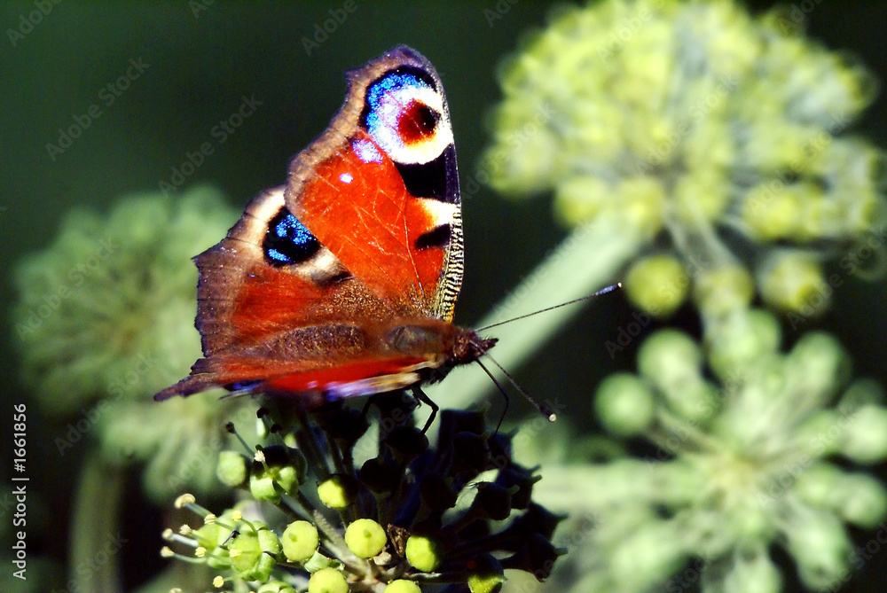 papillon papillon