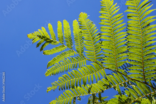 fern