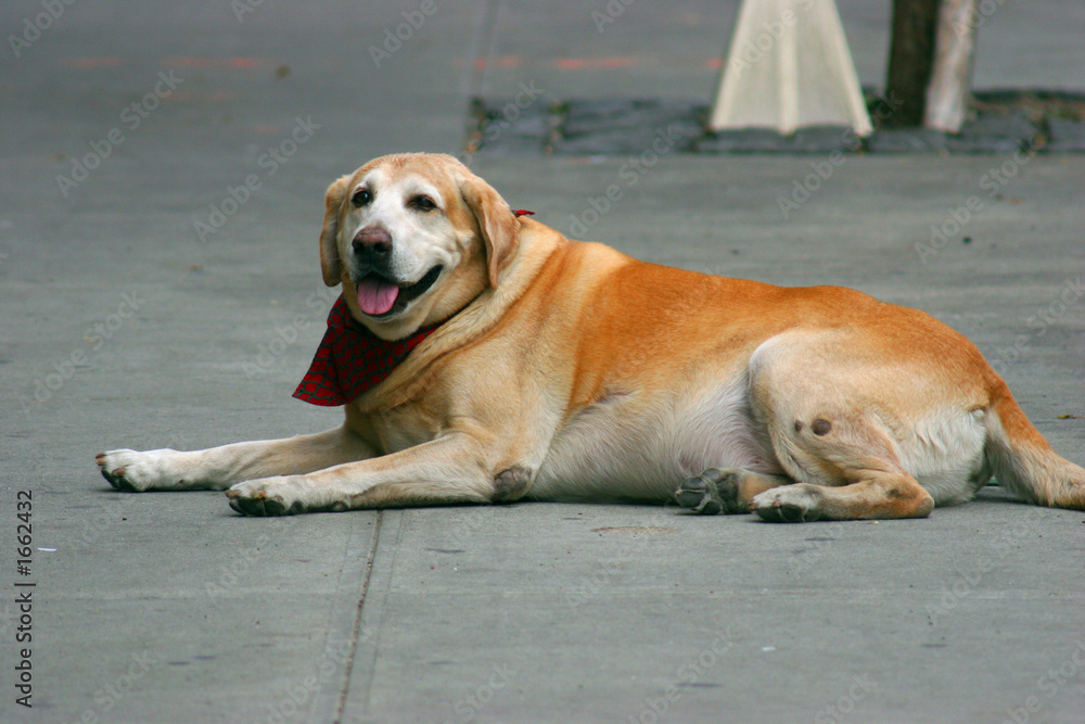 cute golden retriever laying on the sidewalk cute golden retriever laying on the sidewalk