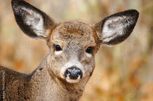 white-tail fawn close-up