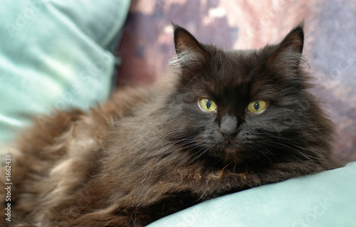 lounging cat