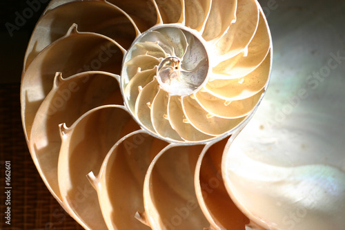 nautilus shell photo