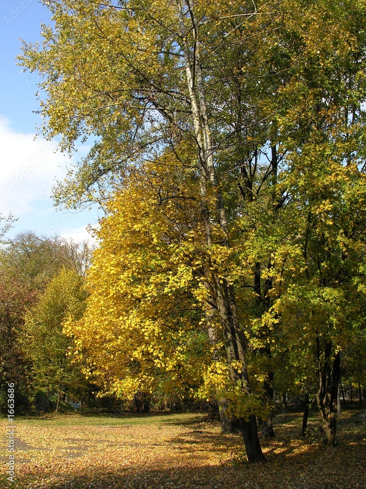 Fototapeta premium golden polish autumn