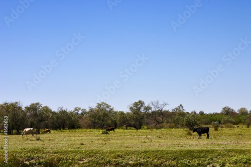 cows graze in the field