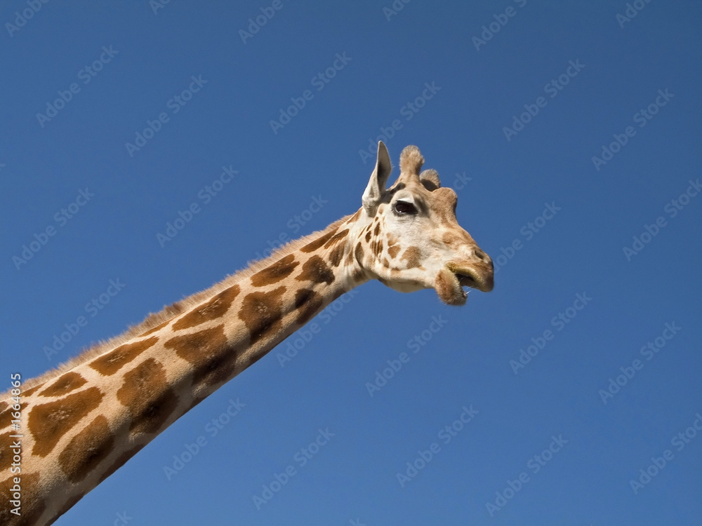 giraffe giraffe