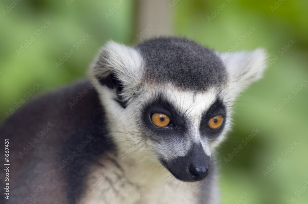 ring-tailed lemur monkey