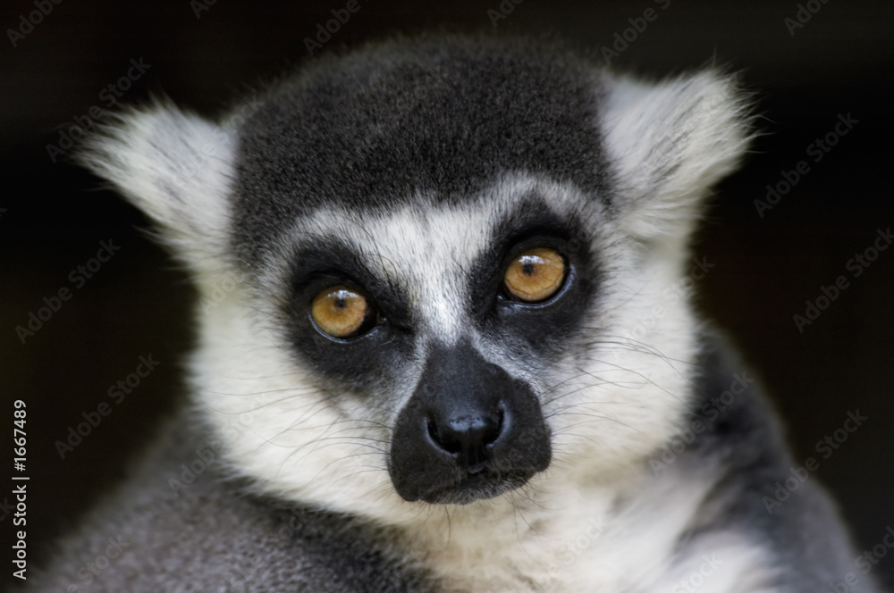 Naklejka premium ring-tailed lemur monkey