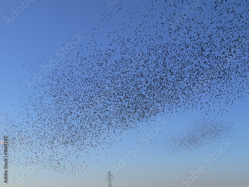 nuées d'oiseaux