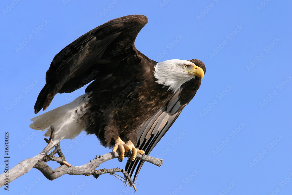 Фотография american symbol