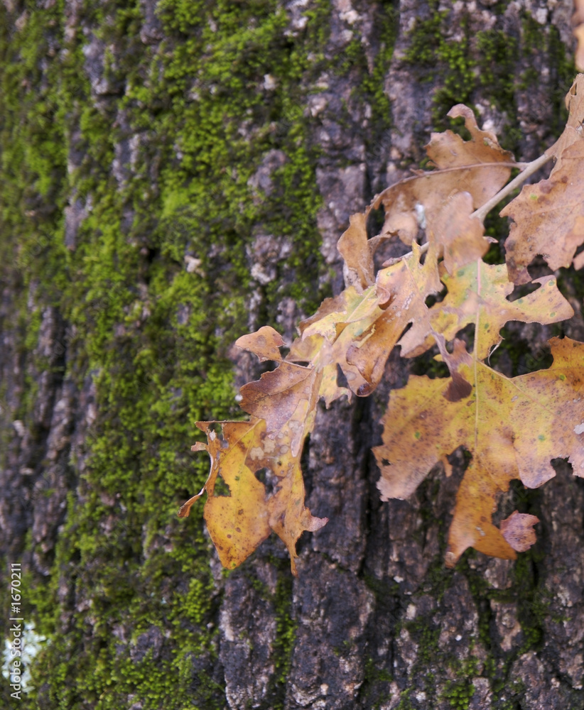 leaves on bark