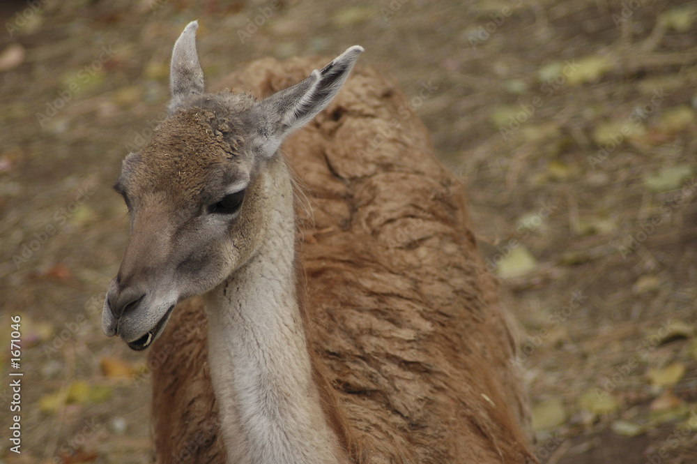 guanaco 4