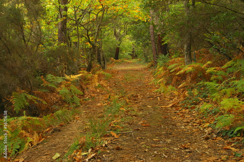 chemin forestier en automne
