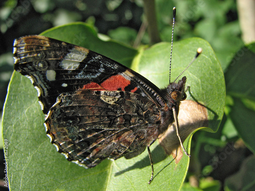 Obraz na plátně schmetterling admiral