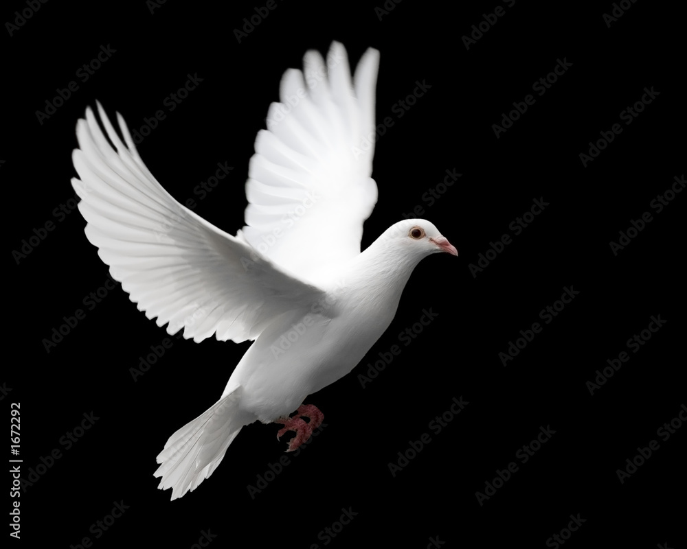 Obraz premium biała gołębica w locie 1