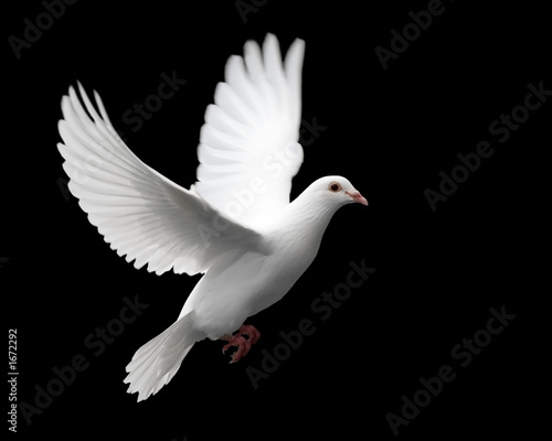 Fotografering white dove in flight 1